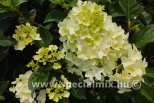 Hydrangea paniculata SILVER DOLLAR
