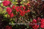 Lagerstroemia indica ENDURING RED®