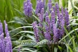 Liriope muscari ROYAL BIG BLUE