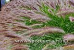 Pennisetum alopecuroides MOUDRY