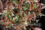 Photinia x fraseri LITTLE FENNA
