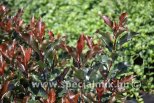 Photinia x fraseri MAGICAL VOLCANO