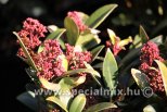 Skimmia japonica RUBELLA