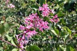 Syringa bloomerang PINK PARFUME®