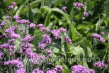 Verbena bonariensis LOLLIPOP ®