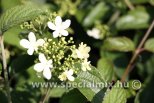 Viburnum plicatum SUMMER SNOWFLAKE