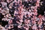 Berberis thunbergii CHOCOLATE SUMMER®