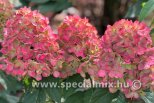 Hydrangea paniculata BONFIRE®