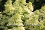 Hydrangea paniculata MAGICAL LIME SPARKLE®