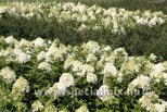 Hydrangea paniculata MAGICAL MATTERHORN