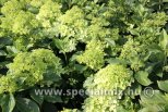 Hydrangea paniculata MINTY SPIRIT