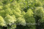 Hydrangea paniculata PIXIO®
