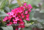 Buddleja davidii BUTTERFLY CANDY LITTLE BUBBLEGUM ®