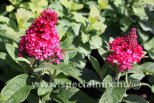 Buddleja davidii BUTTERFLY CANDY LITTLE RUBY®