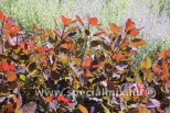 Cotinus coggygria GRACE