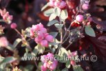 Symphoricarpos x doorenbosii MAGICAL SWEET®