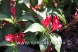 Weigela LOVE S. CHERRY LOVE ®