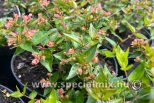 Abelia grandiflora RASPBERRY PROFUSION ®