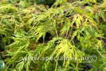 Acer palmatum DISSECTUM