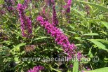 Buddleja davidii BUTTERFLY TOWER ®