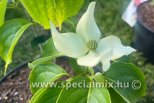 Cornus kousa v.ch.MANDARIN JEWEL ®