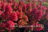 Hydrangea paniculata MAGICAL VESUVIO