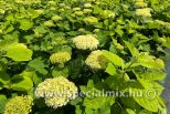 Hydrangea arborescens FLOWERWOW®