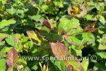 Hypericum x inodorum MAGICAL IMPRESSION ®