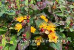 Hypericum x inodorum MAGICAL UNIVERSE ®