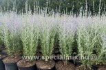Perovskia atriplicifolia PRIME TIME®