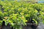 Prunus laurocerasus RED EMPEROR ®
