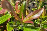 Viburnum odoratissimum COPPERTOP ®