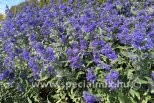 Caryopteris clandonensis THETIS