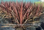 Cordyline australis RED STAR