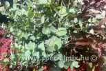 Eucalyptus gunni