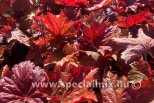 Heuchera x BLOODY DINOSAUR ®
