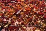 Heuchera x PEACHY DINOSAUR ®