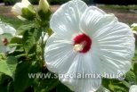Hibiscus moscheutos BLANC