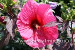 Hibiscus moscheutos PLANET GRIOTTE®