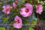 Hibiscus moscheutos PLANET SOLENE®