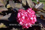Hydrangea macrophylla ECLIPSE