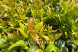 Leucothoe SCARLETTA