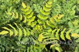 Mahonia x media WINTER SUN