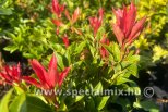 Pieris japonica MOUNTAIN FIRE