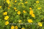 Potentilla fruticosa TANGERINE