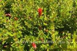 Punica granatum var.NANA