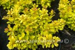 Berberis thunbergii GOLDALITA