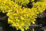 Berberis thunbergii LIME STAR ®