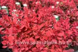 Berberis thunbergii RUBY STAR ®