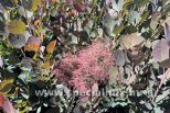 Cotinus coggygria MAGICAL TORCH ®